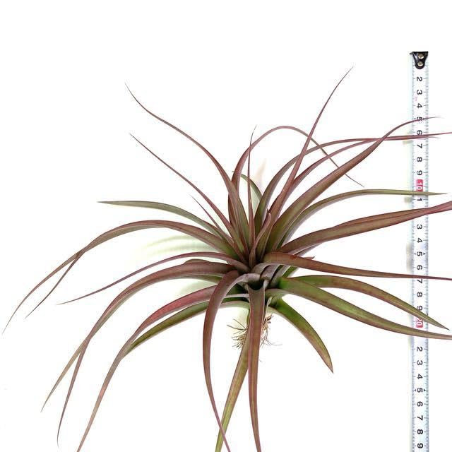 Amazon.co.jp: (現品) チランジア 交配種(コンコロール × カピタータ